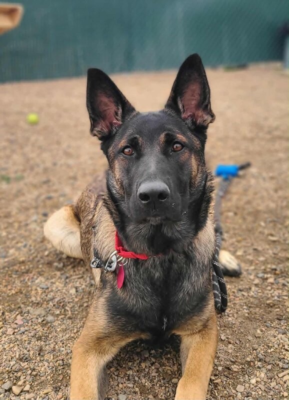 Picture of the Animal Listed